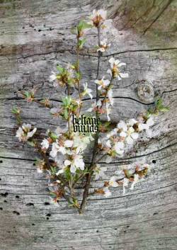 Forgotten Land (USA) : Beltane - Spring
